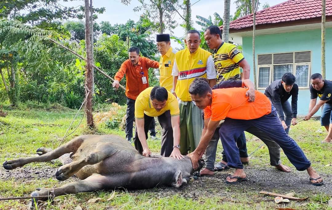 Idul Adha 1445 H, DPD Golkar Kampar Qurban 2 Ekor Sapi dan Kerbau