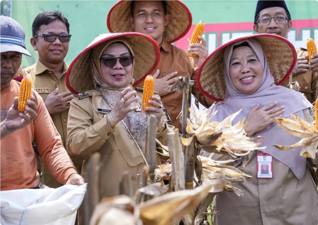 Wabup Kampar Panen Jagung Pipil, Perkuat Program Ketahanan Pangan Desa